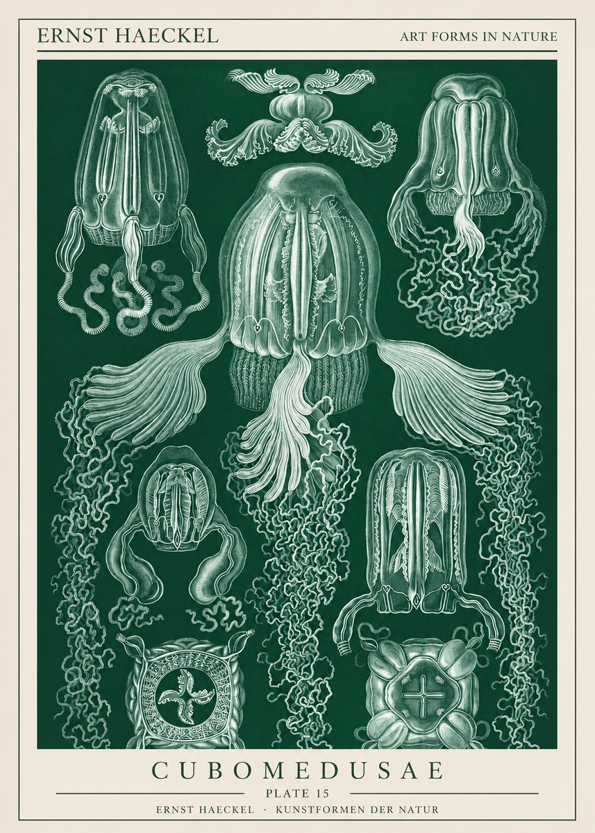 Ernst Haeckel Cubomedusae No1 - Poszter