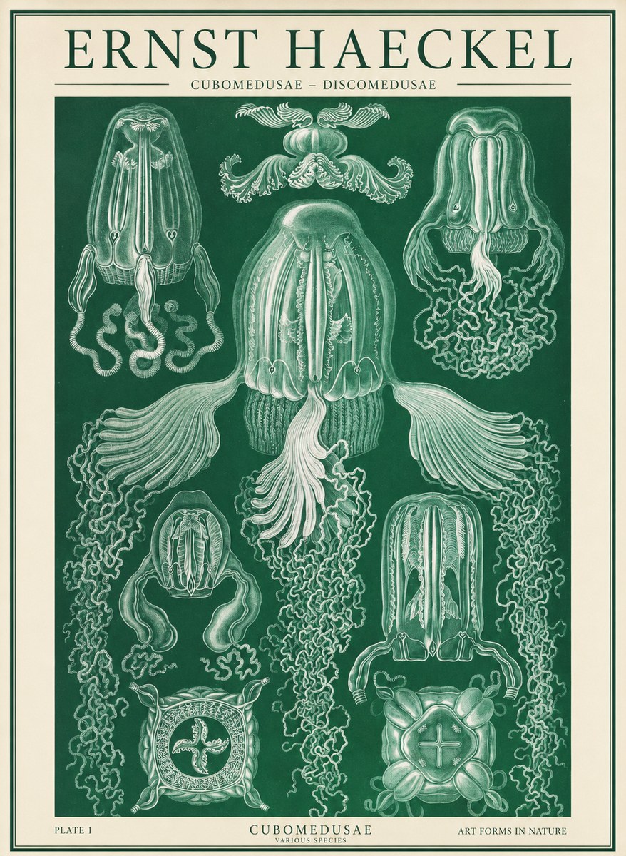 Ernst Haeckel Cubomedusae No2 - Poszter