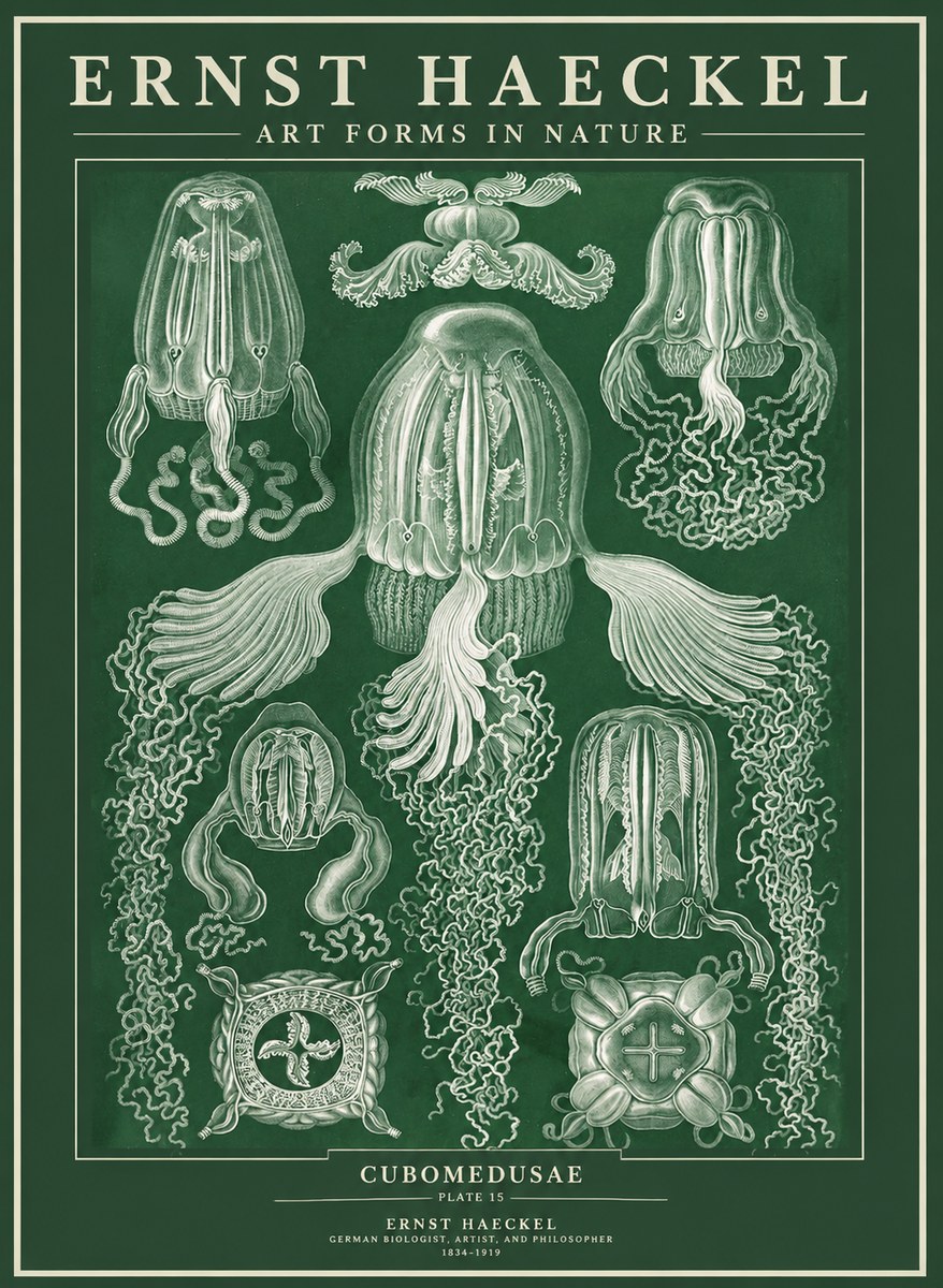 Ernst Haeckel Cubomedusae No3 - Poszter