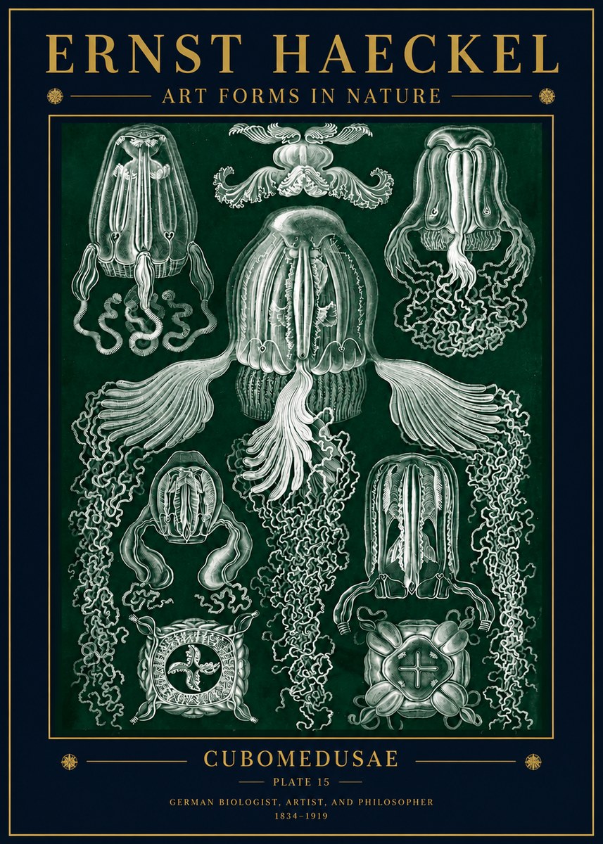 Ernst Haeckel Cubomedusae No5 - Poszter