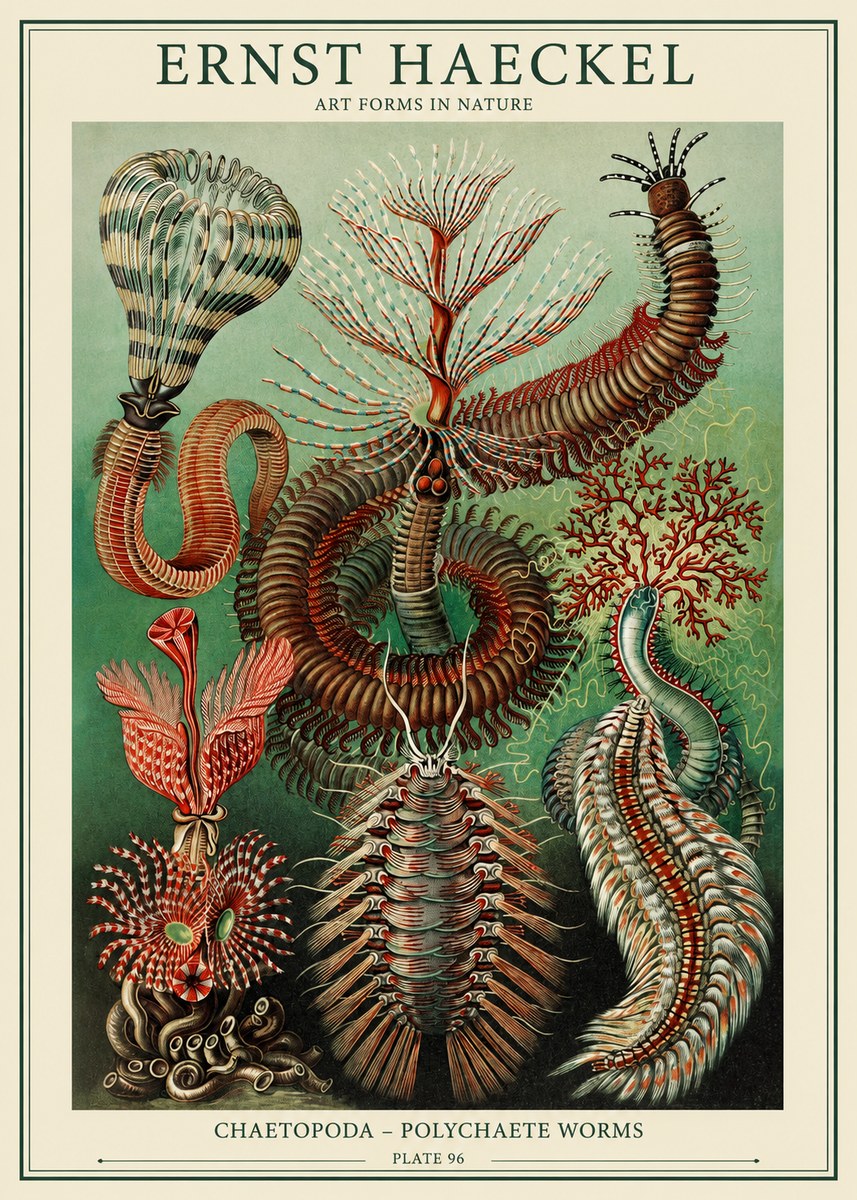 Ernst Haeckel Chaetopoda – Polychaete Worms No1 - Poszter