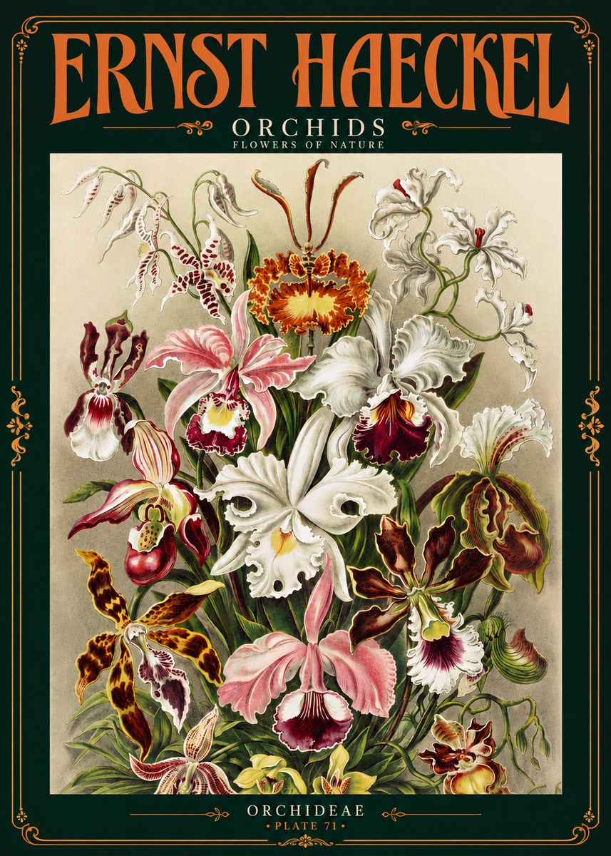 Ernst Haeckel Orchids No4 - Poszter