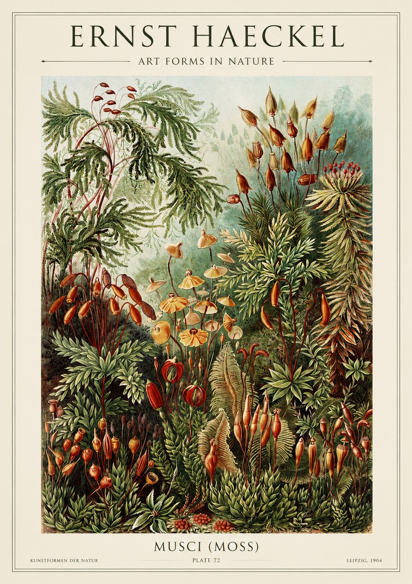 Ernst Haeckel Musci (Moss) No1 - Poszter
