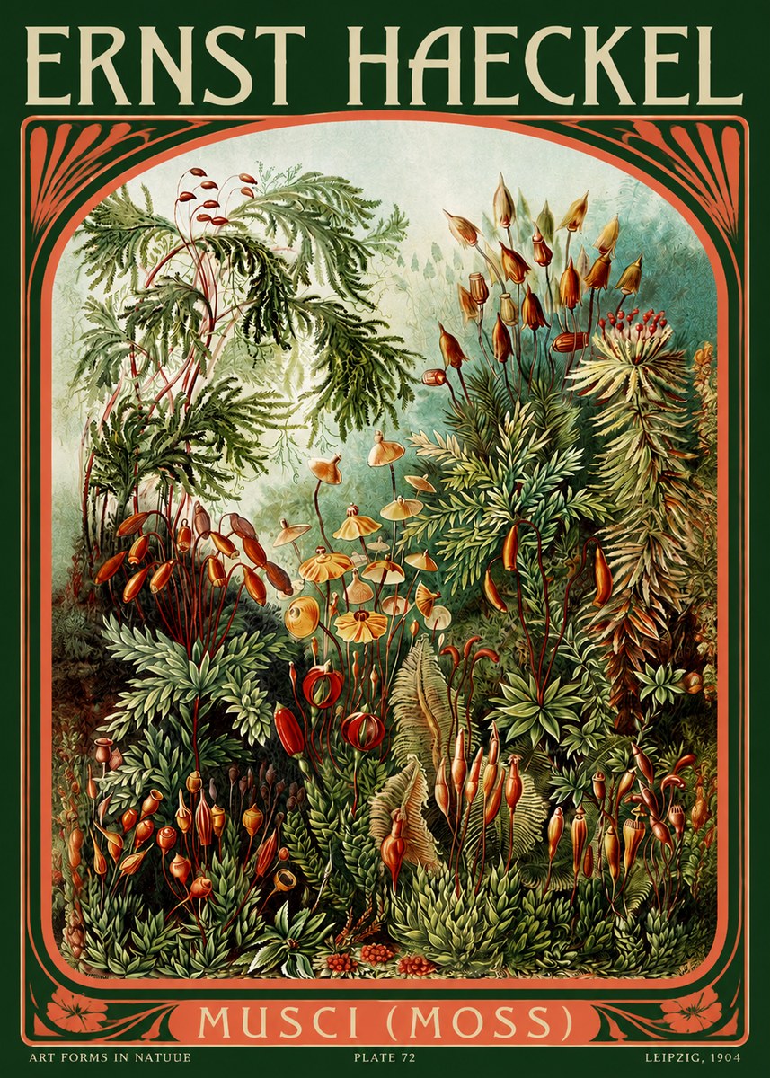 Ernst Haeckel Musci (Moss) No2 - Poszter