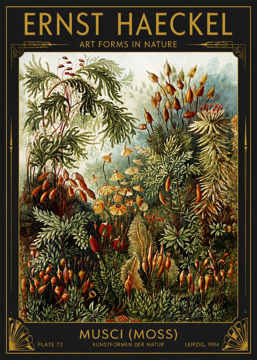 Ernst Haeckel Musci (Moss) No4 - Poszter