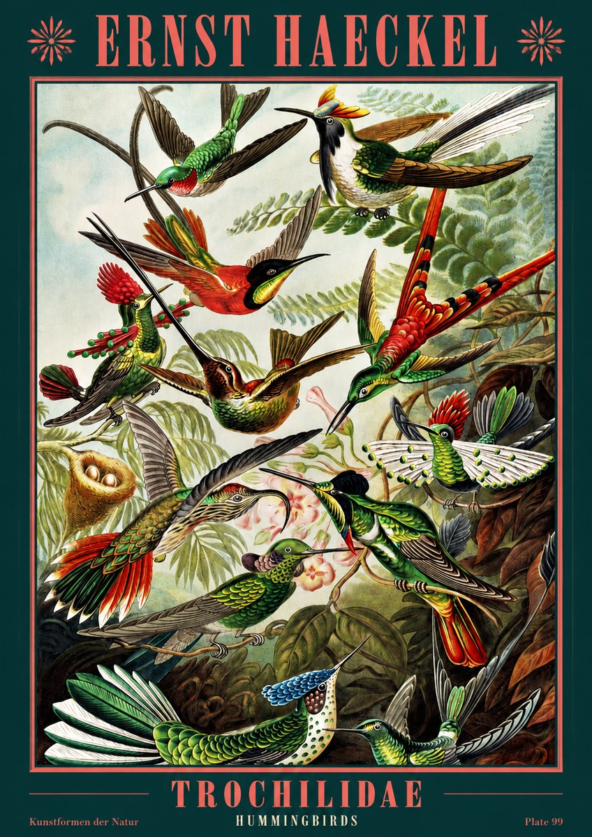 Ernst Haeckel Trochilidae - Hummingbirds No2 - Poszter