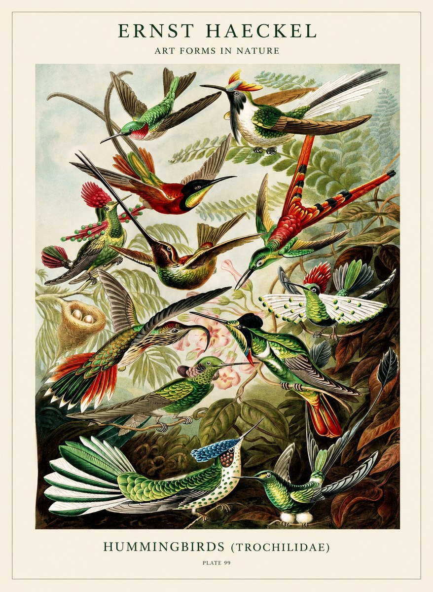 Ernst Haeckel Trochilidae - Hummingbirds No3 - Poszter