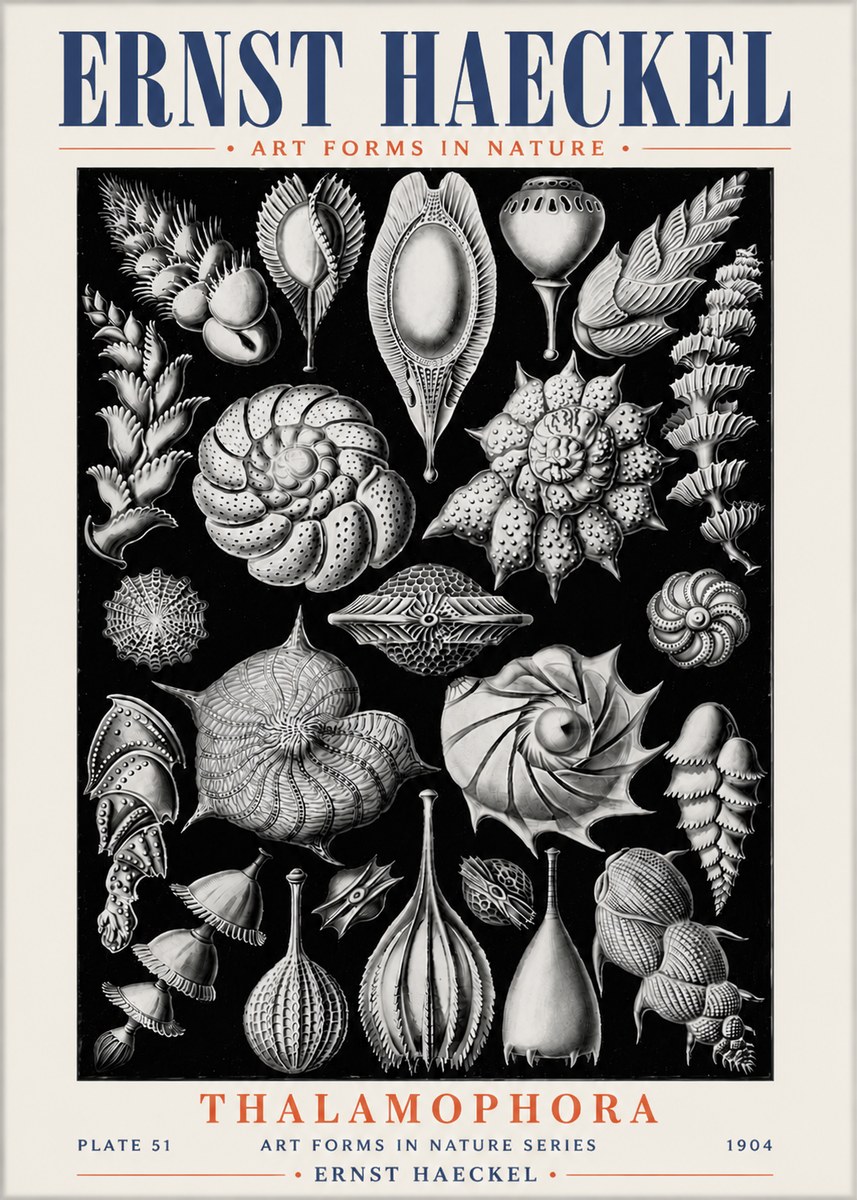 Ernst Haeckel Thalamophora No6 - Poszter