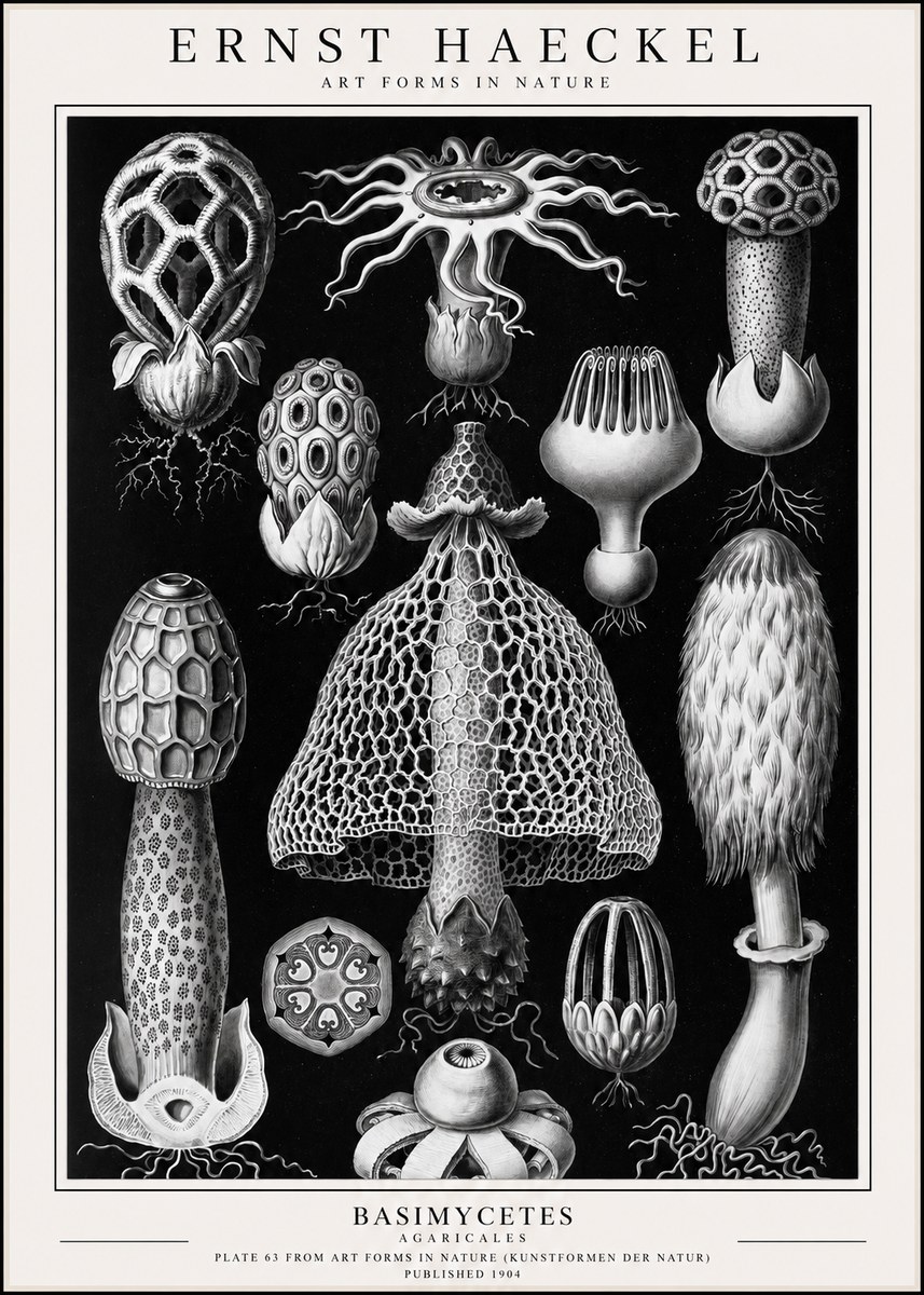 Ernst Haeckel Basimycetes Agaricales No1 - Poszter