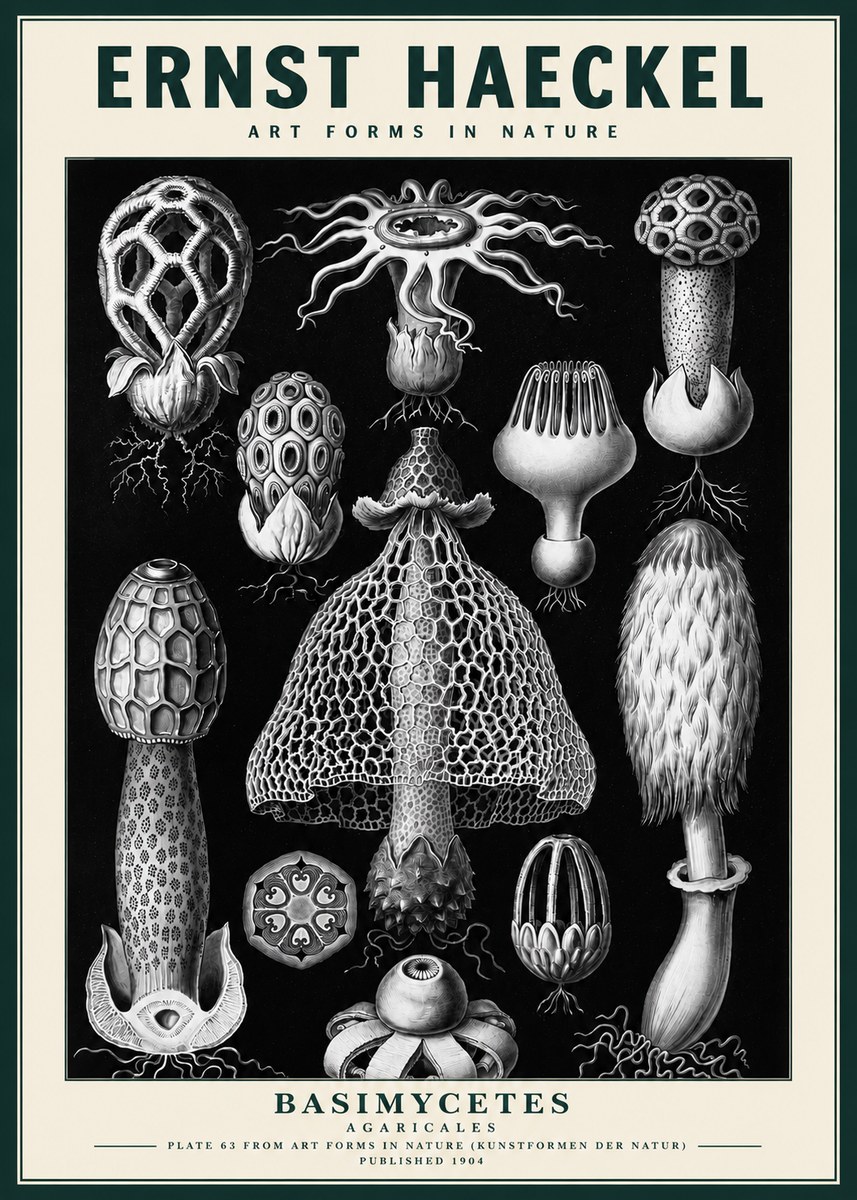 Ernst Haeckel Basimycetes Agaricales No3 - Poszter