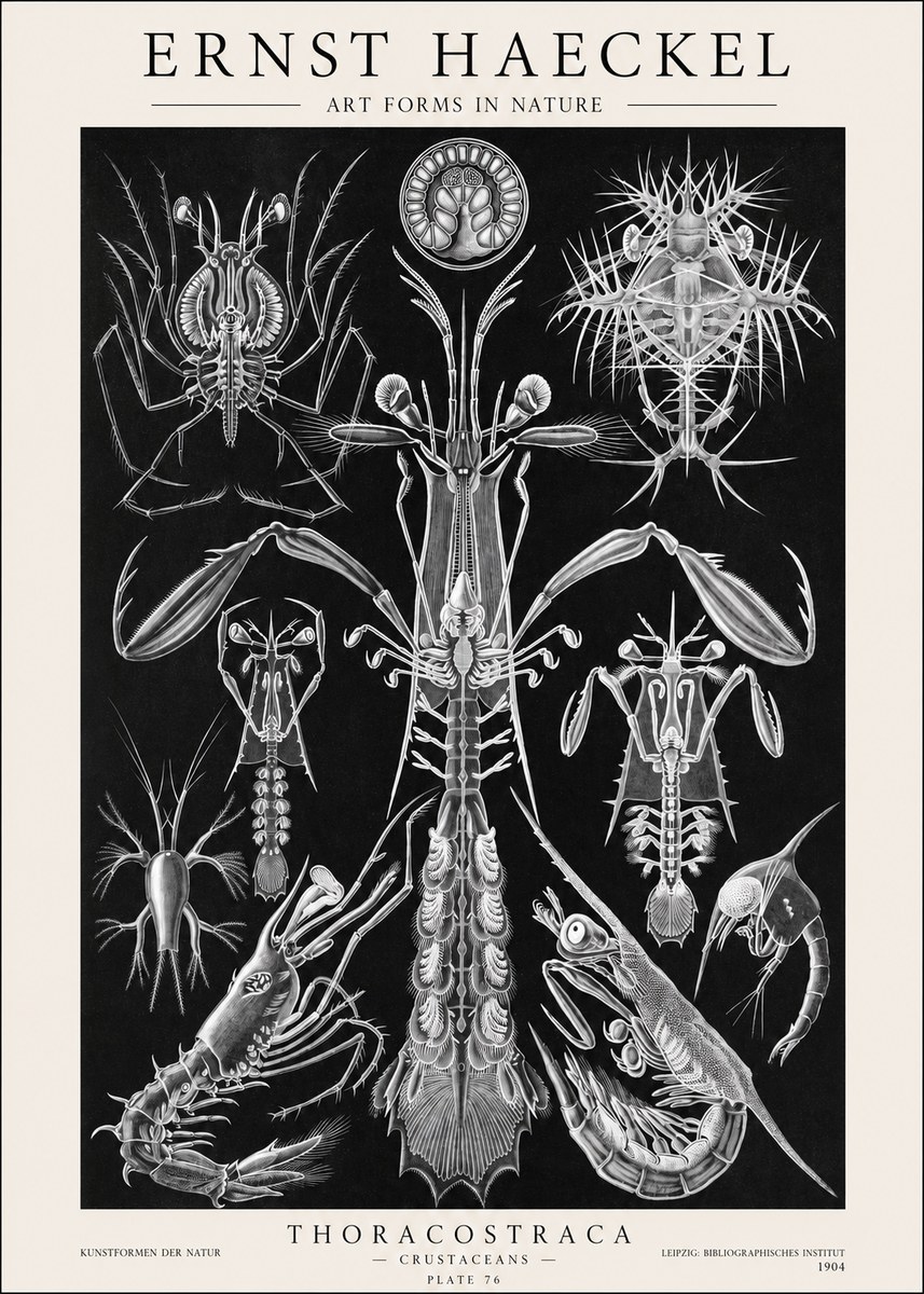 Ernst Haeckel Thoraocostraca - Crustaceans - Plate 76 No1 - Poszter