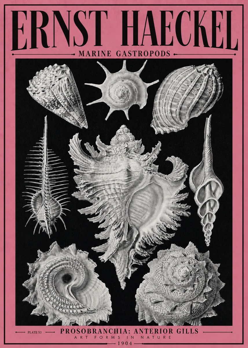 Ernst Haeckel Prosobranchia - Marine Gastropods No4 - Poszter