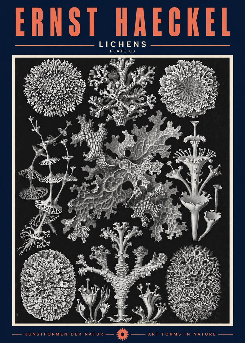 Ernst Haeckel Lichens - Plate 83 No2 - Poszter