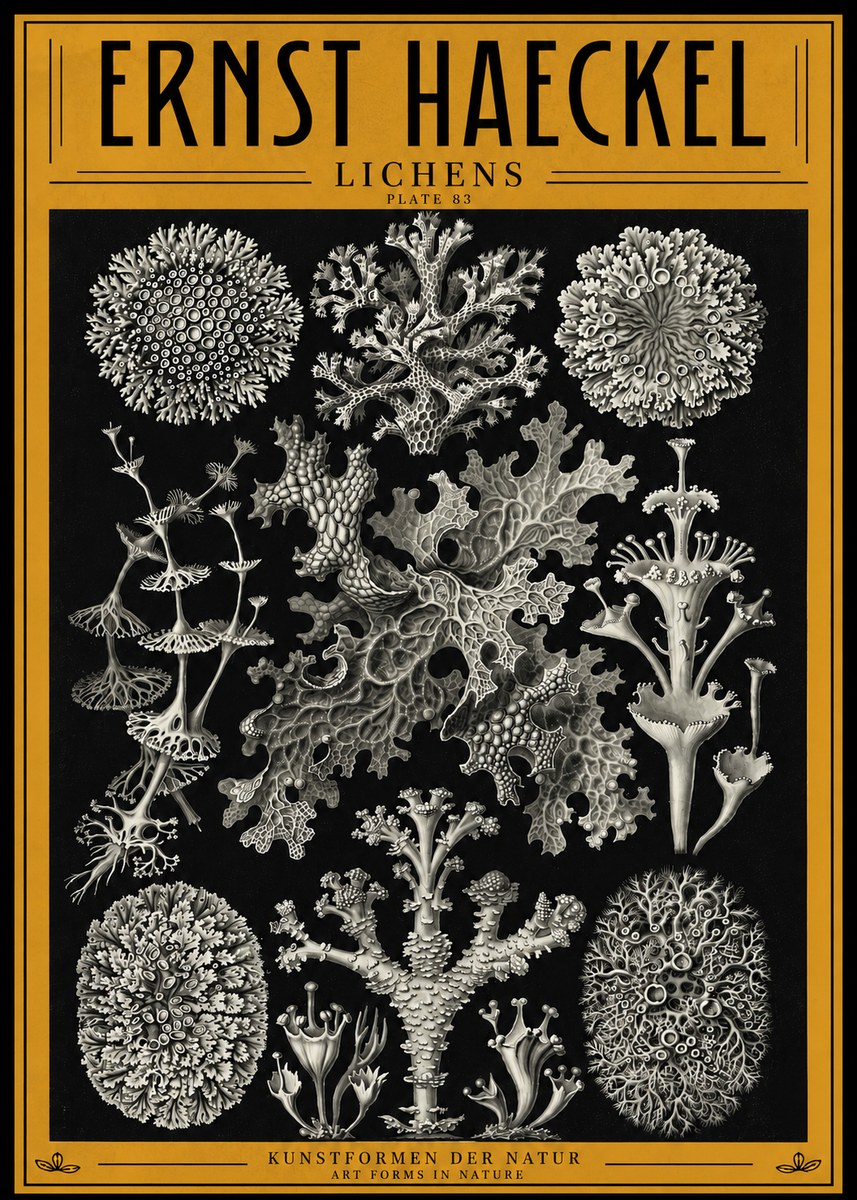 Ernst Haeckel Lichens - Plate 83 No4 - Poszter