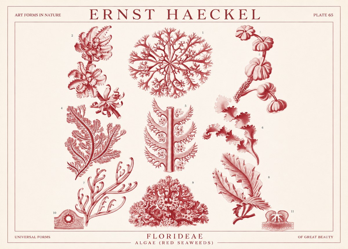 Ernst Haeckel Florideae (Red Seaweeds) No1 - Poszter