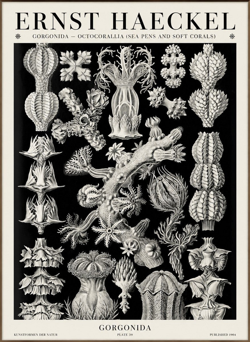 Ernst Haeckel Gorgonians No6 - Poszter