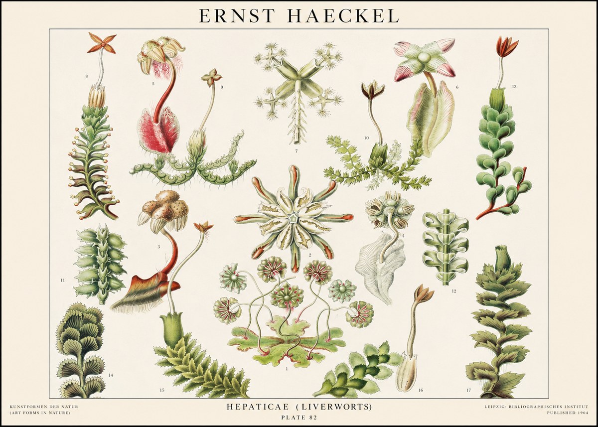 Ernst Haeckel Hepaticae (Liverworts) - Plate 82 No1 - Poszter