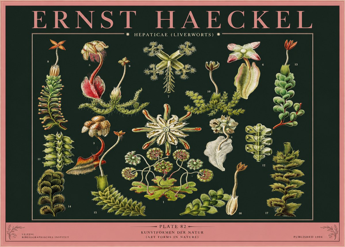 Ernst Haeckel Hepaticae (Liverworts) - Plate 82 No2 - Poszter