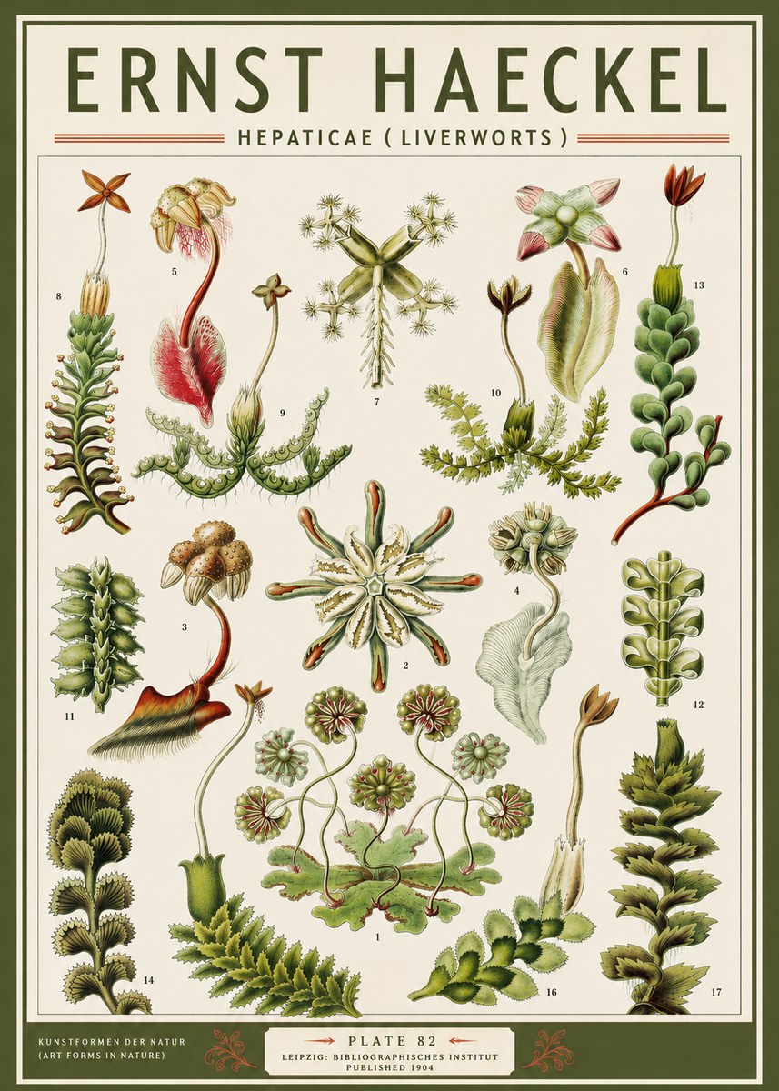 Ernst Haeckel Hepaticae (Liverworts) - Plate 82 No3 - Poszter