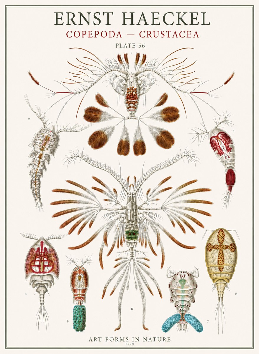Ernst Haeckel Copepoda — Crustacea Plate 56 No1 - Poszter