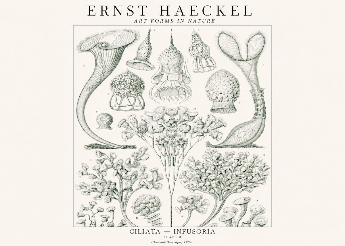Ernst Haeckel Ciliata - Infusoria - Plate 3 No1 - Poszter