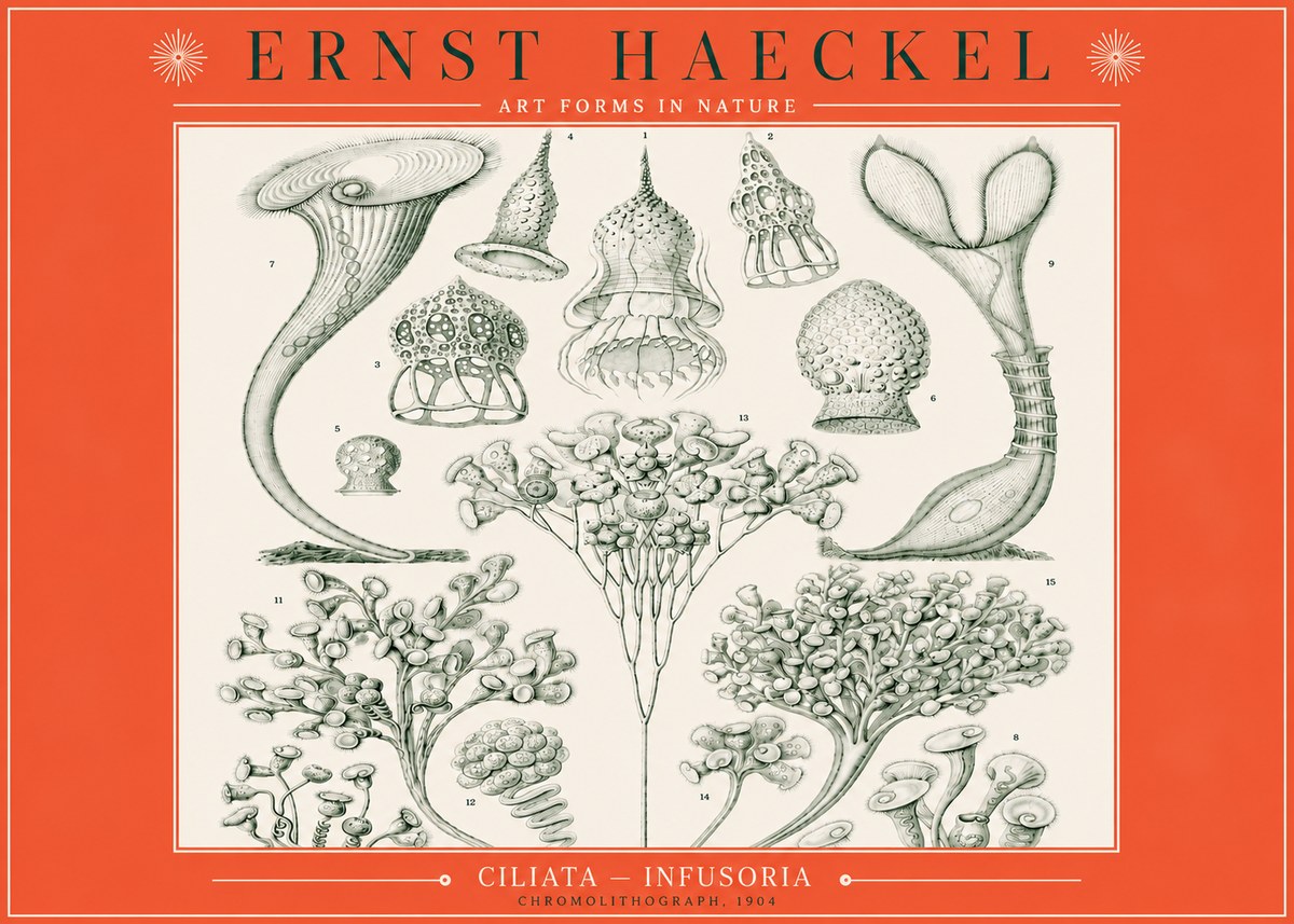 Ernst Haeckel Ciliata - Infusoria - Plate 3 No3 - Poszter