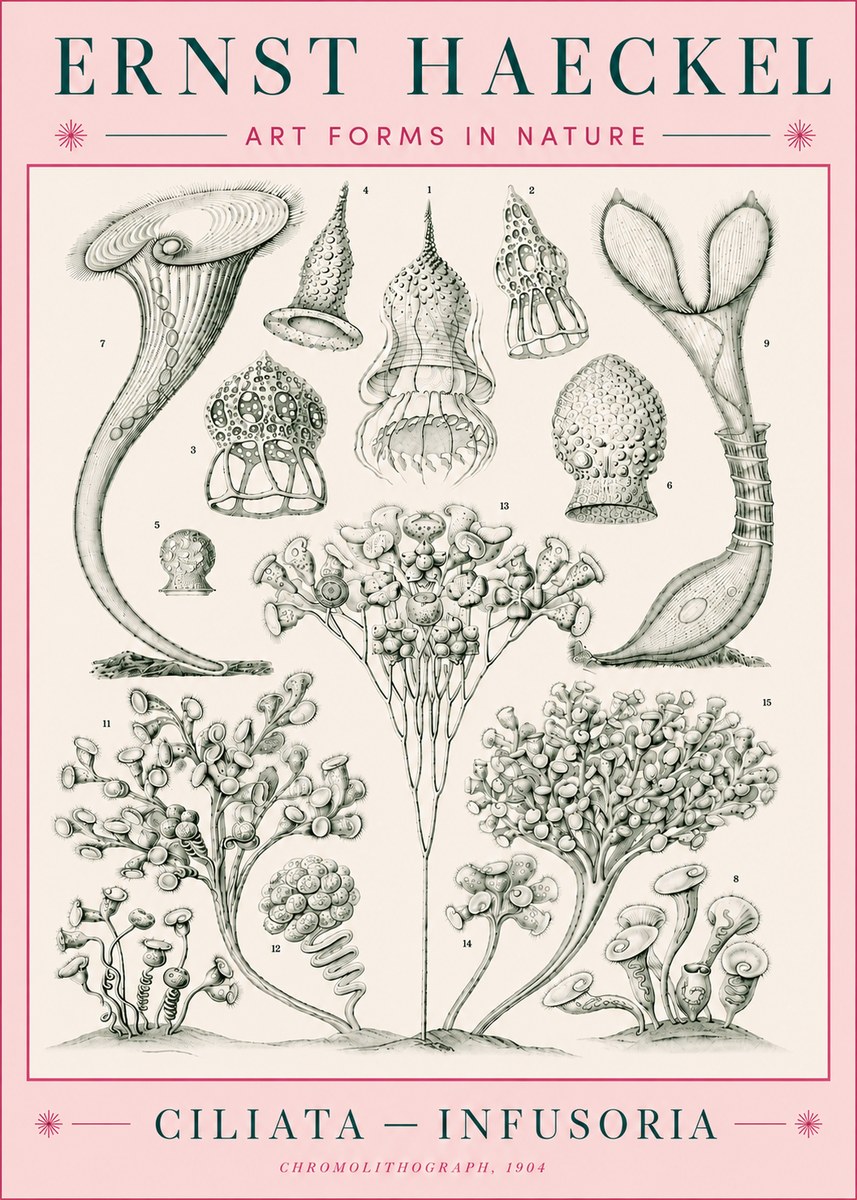 Ernst Haeckel Ciliata - Infusoria - Plate 3 No5 - Poszter