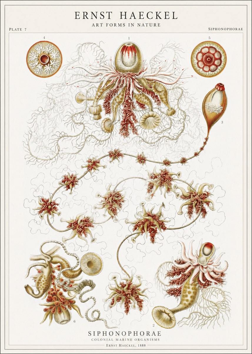 Ernst Haeckel Siphonophorae No1 - Poszter
