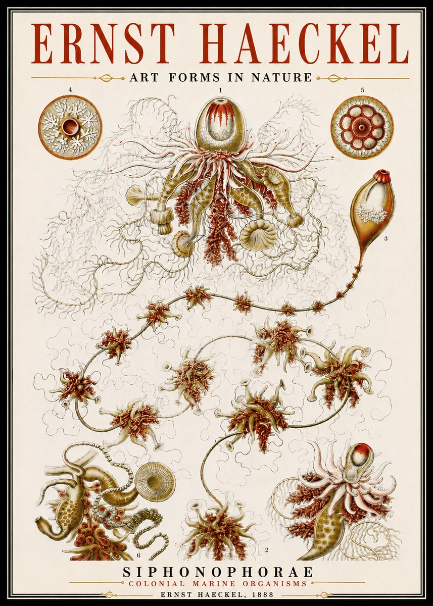 Ernst Haeckel Siphonophorae No6 - Poszter