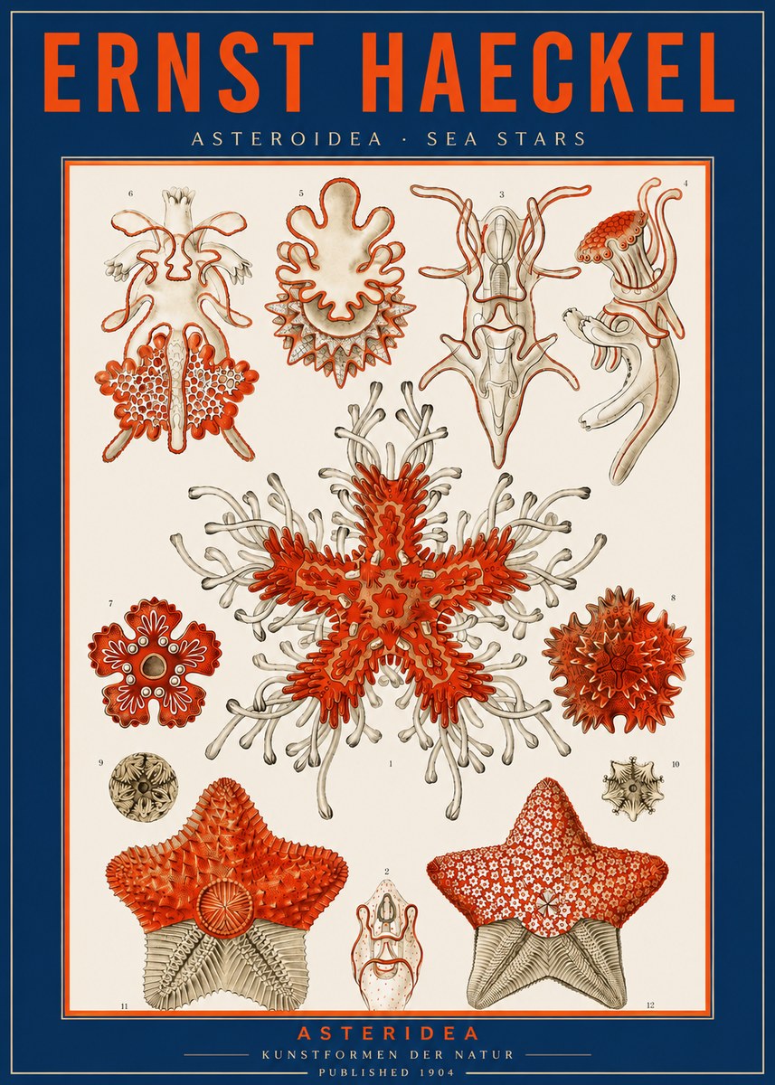 Ernst Haeckel Asteroidea. Sea Stars No2 - Poszter