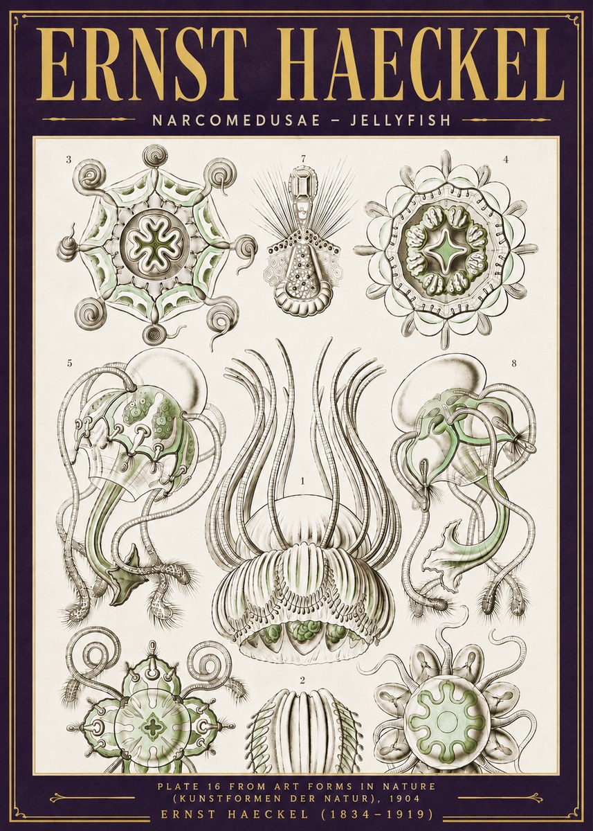 Ernst Haeckel Narcomedusae - Jellyfish No6 - Poszter
