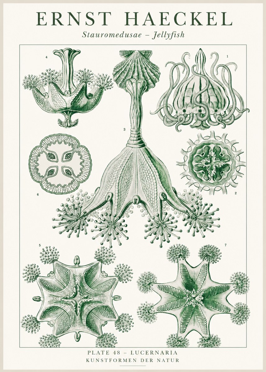 Ernst Haeckel Stauromedusae – Jellyfish No1 - Poszter