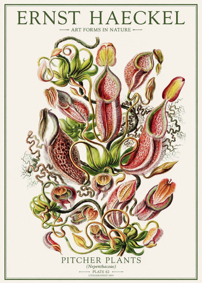Ernst Haeckel Pitcher Plants No1 - Poszter