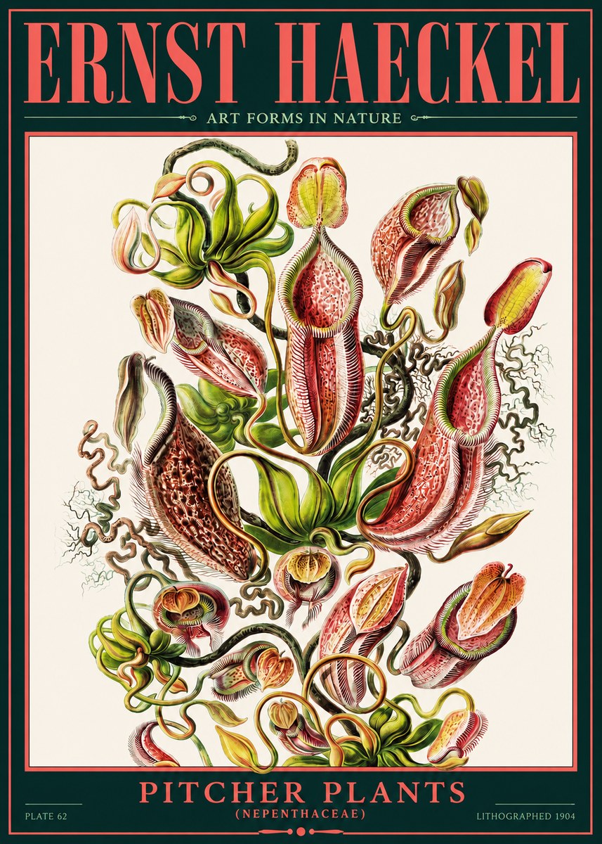 Ernst Haeckel Pitcher Plants No2 - Poszter