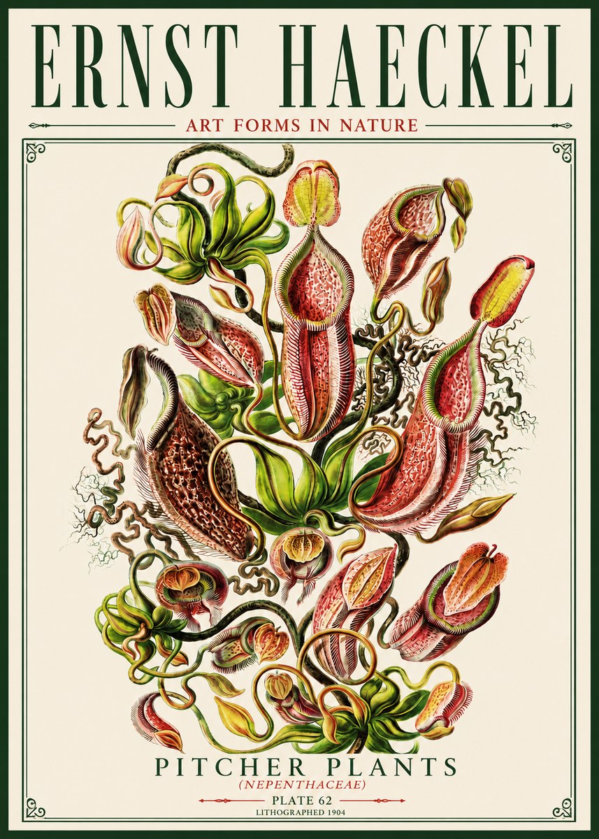 Ernst Haeckel Pitcher Plants No5 - Poszter