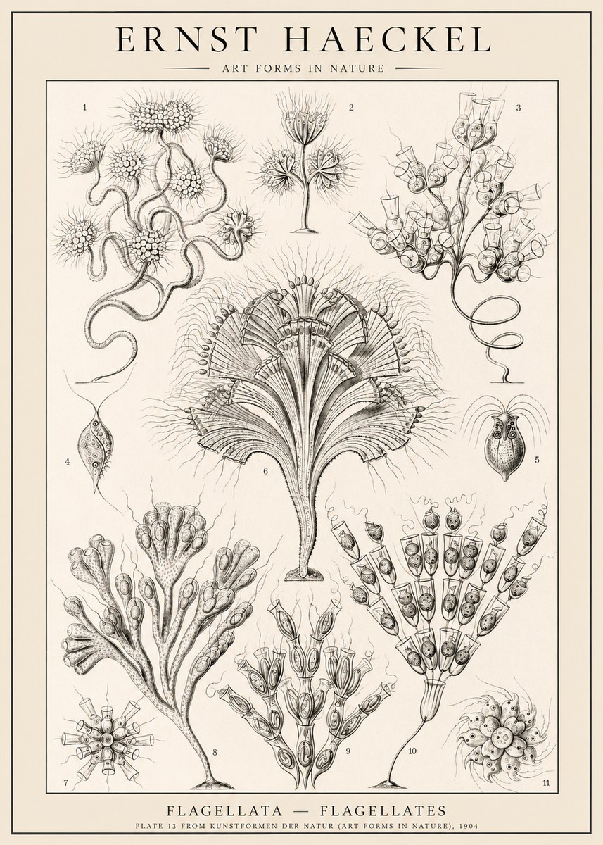 Ernst Haeckel Flagellata - Flagellates No1 - Poszter