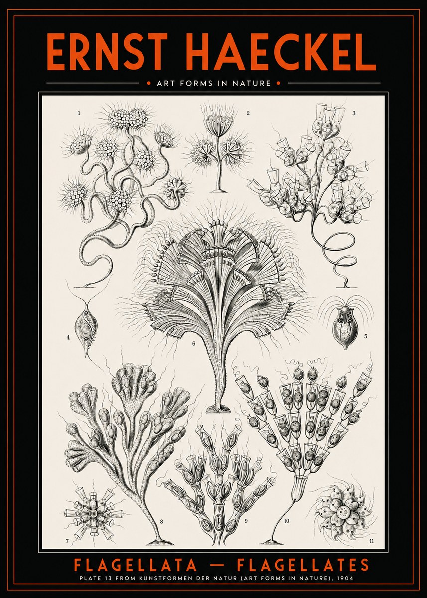 Ernst Haeckel Flagellata - Flagellates No2 - Poszter