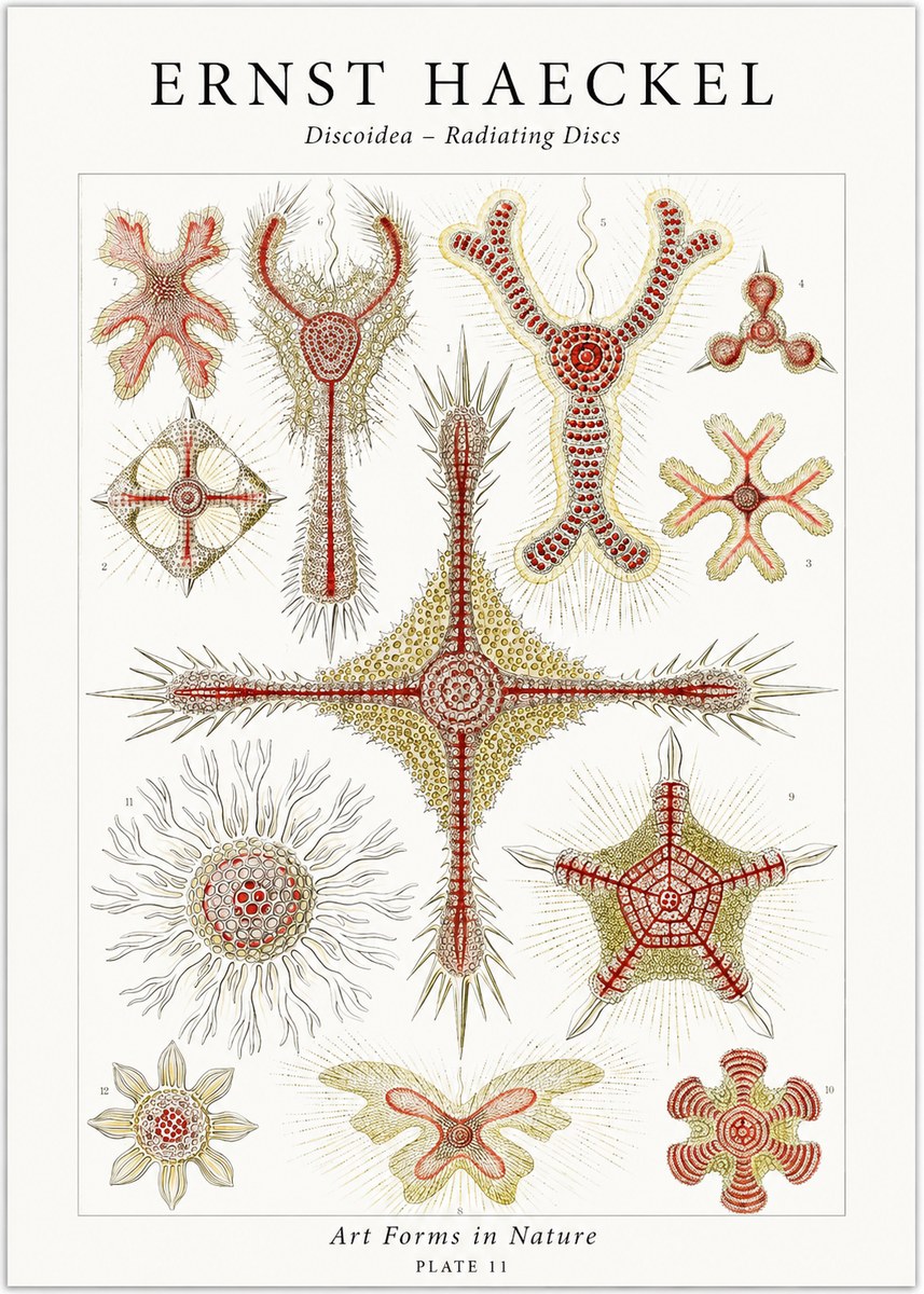 Ernst Haeckel Discoidea – Radiating Discs No1 - Poszter