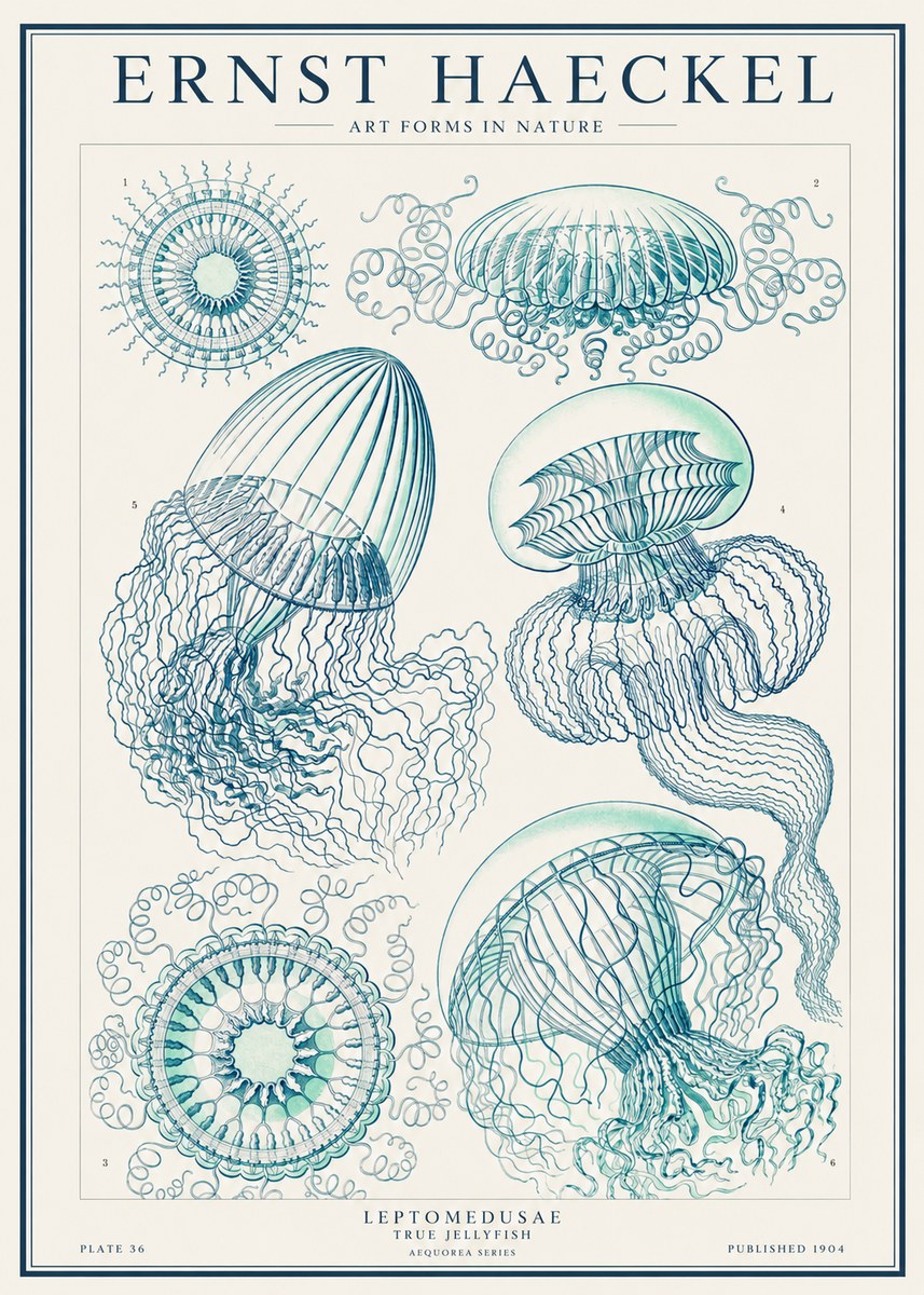 Ernst Haeckel Leptomedusae True Jellyfish No1 - Poszter