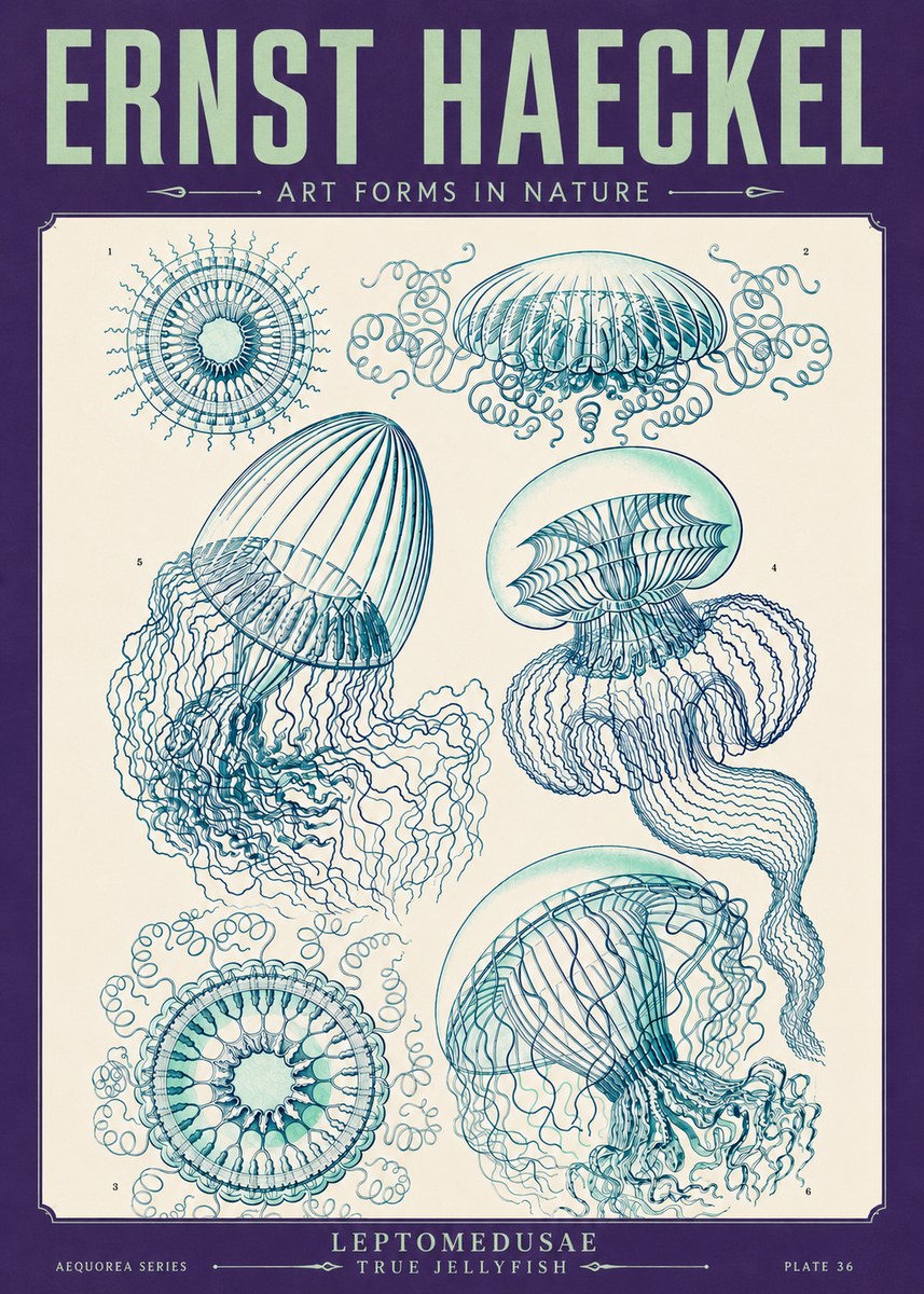 Ernst Haeckel Leptomedusae True Jellyfish No4 - Poszter