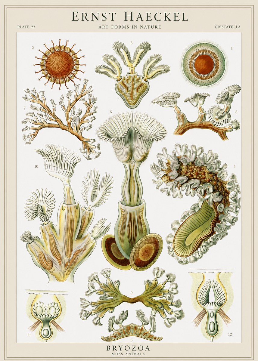 Ernst Haeckel Cristatella No1 - Poszter