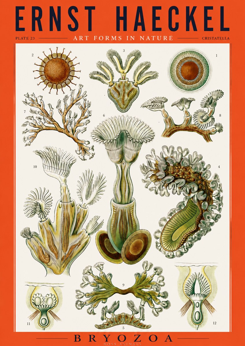 Ernst Haeckel Cristatella No3 - Poszter
