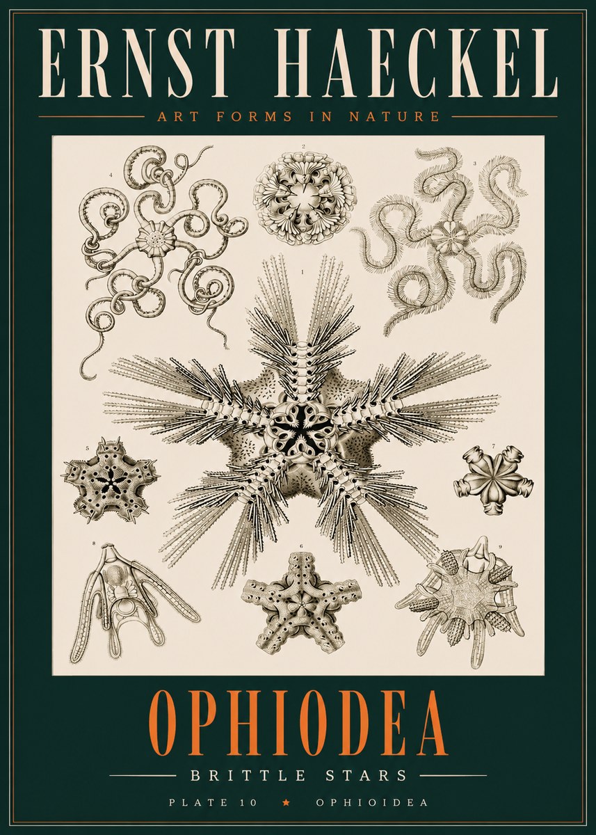 Ernst Haeckel Ophiodea - Brittle Stars I No2 - Poszter