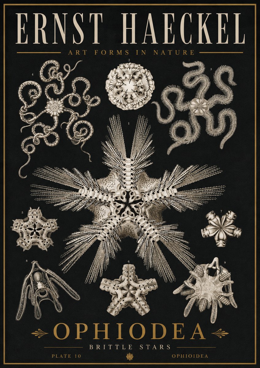 Ernst Haeckel Ophiodea - Brittle Stars I No5 - Poszter