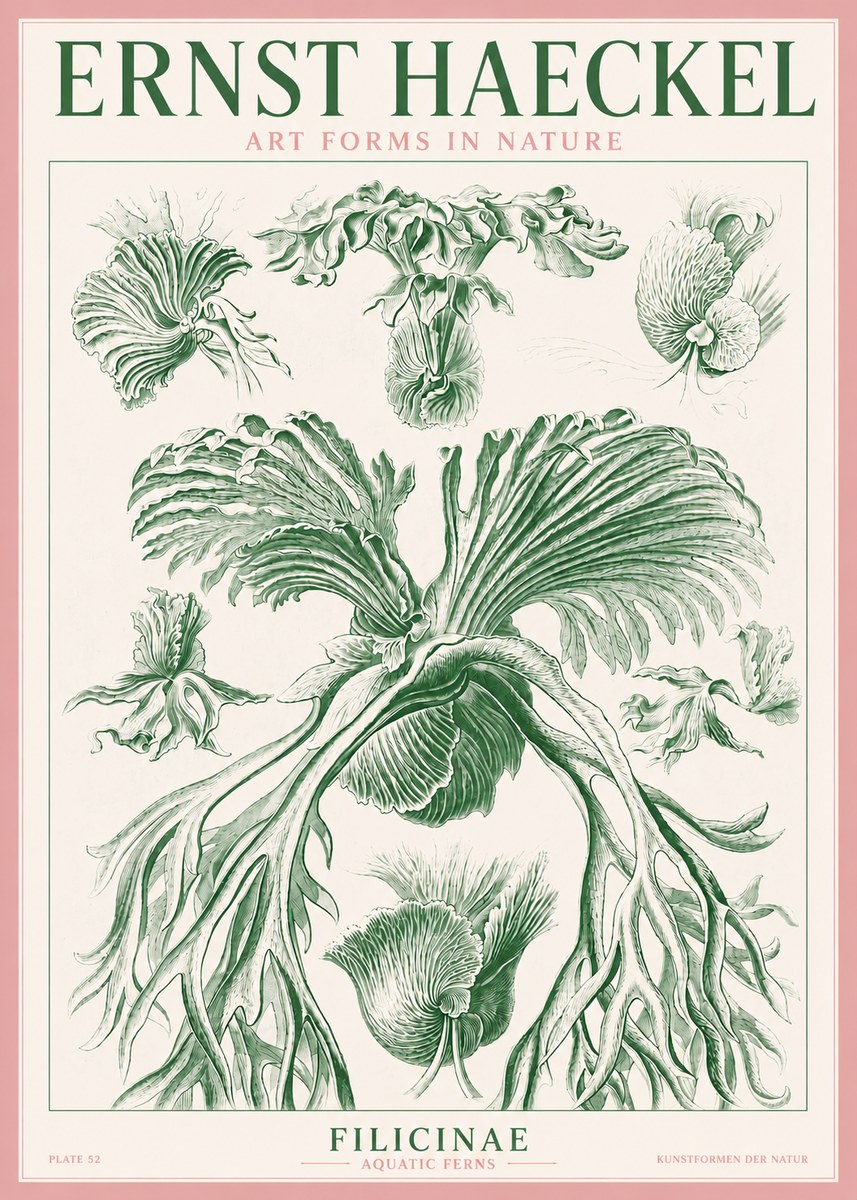 Ernst Haeckel Filicinae No3 - Poszter