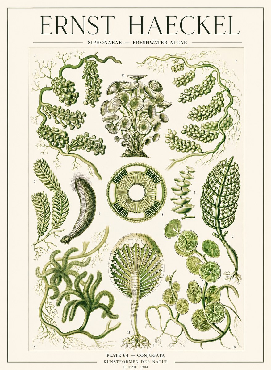 Ernst Haeckel Siphonaceae - Freshwater Algae No1 - Poszter