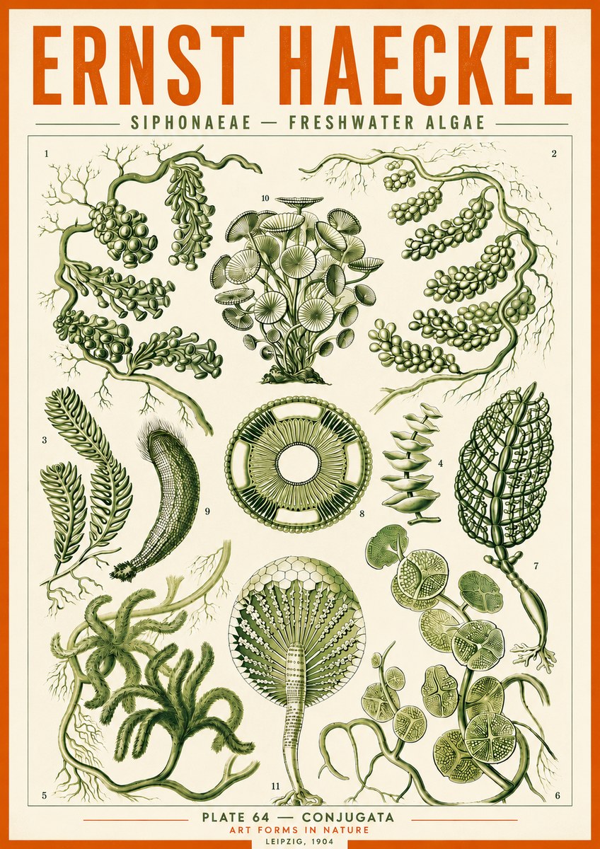 Ernst Haeckel Siphonaceae - Freshwater Algae No5 - Poszter