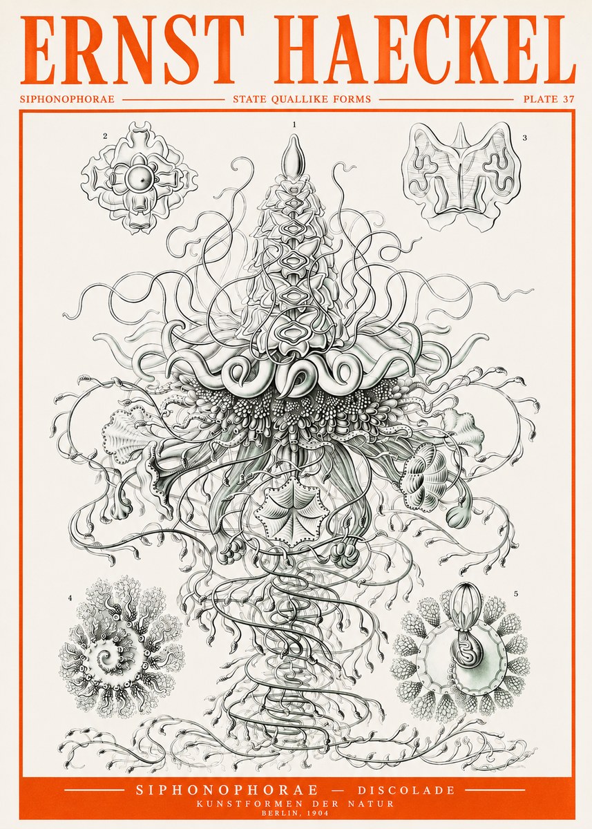 Ernst Haeckel Siphonophorae – State Quallike Forms No2 - Poszter