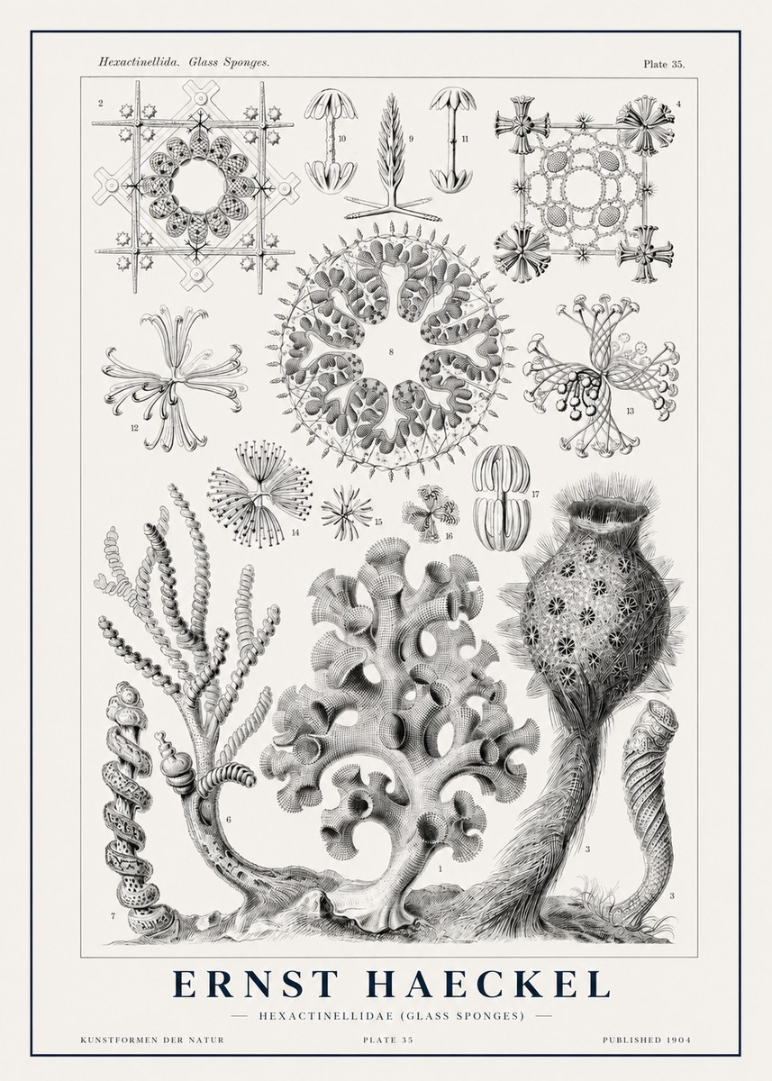 Ernst Haeckel Hexactinellida. Glass Sponges. No1 - Poszter