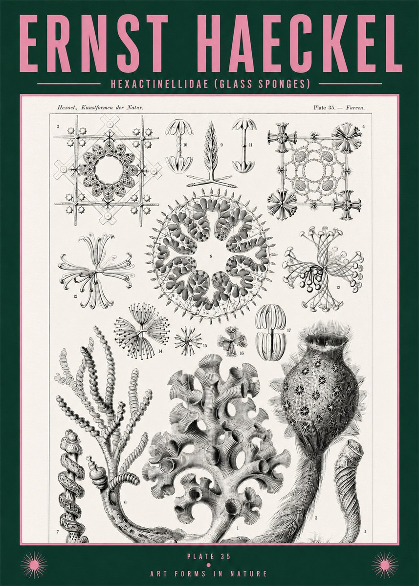 Ernst Haeckel Hexactinellida. Glass Sponges. No2 - Poszter